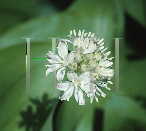 Picture of Clintonia umbellulata 