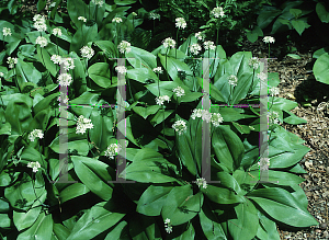 Picture of Clintonia umbellulata 