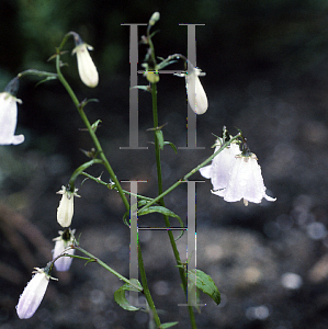 Picture of Codonopsis clematidea 