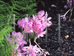 Picture of Colchicum byzantinum 