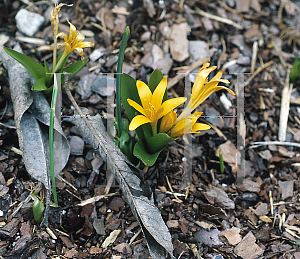 Picture of Colchicum luteum 