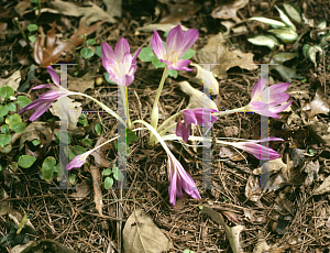 Picture of Colchicum speciosum 