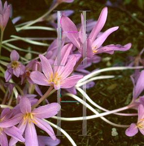 Picture of Colchicum speciosum 