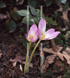 Picture of Colchicum speciosum 