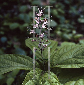 Picture of Collinsonia verticilatta 