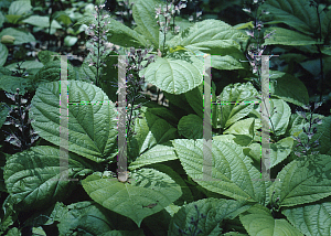 Picture of Collinsonia verticilatta 