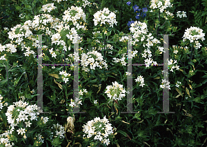 Picture of Collomia grandiflora 