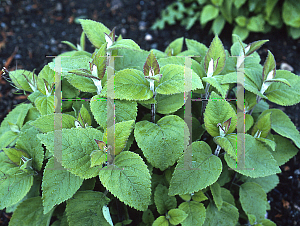 Picture of Colquhounia coccinea 