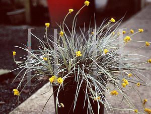 Picture of Conostylis candicans 