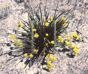 Picture of Conostylis candicans 