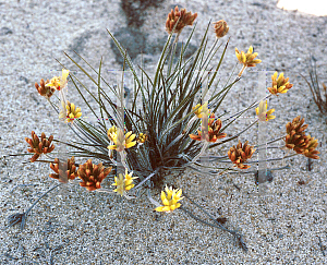 Picture of Conostylis candicans 