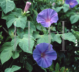 Picture of Ipomoea tricolor 'Heavenly Blue'