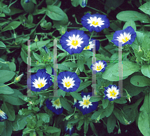 Picture of Convolvulus tricolor 'Blue Ensign'