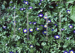 Picture of Convolvulus tricolor 'Blue Ensign'