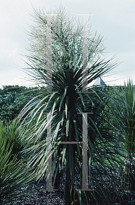 Picture of Cordyline australis 