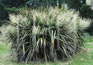 Picture of Cordyline banksii 