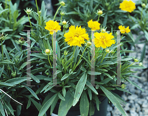 Picture of Coreopsis grandiflora 'Sundancer'