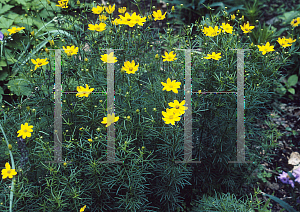 Picture of Coreopsis verticillata 'Zagreb'