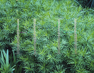 Picture of Coreopsis verticillata 'Zagreb'