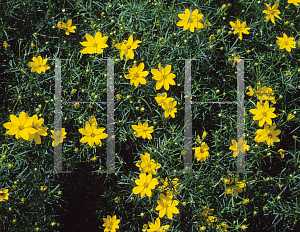 Picture of Coreopsis verticillata 'Golden Showers'