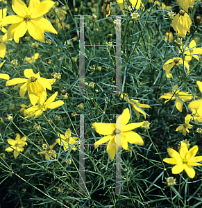 Picture of Coreopsis verticillata 'Grandiflora'