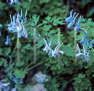 Picture of Corydalis flexuosa 'Blue Panda'