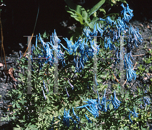 Picture of Corydalis flexuosa 'China Blue'