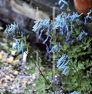 Picture of Corydalis flexuosa 'Blue Panda'