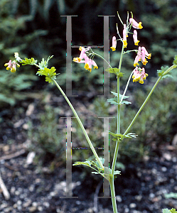 Picture of Corydalis sempervirens 