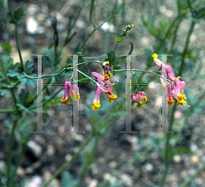 Picture of Corydalis sempervirens 