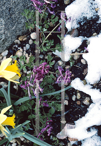 Picture of Corydalis solida 