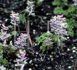 Picture of Corydalis wendelboi 