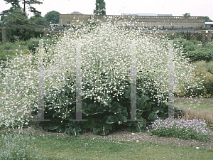 Picture of Crambe cordifolia 