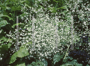 Picture of Crambe cordifolia 