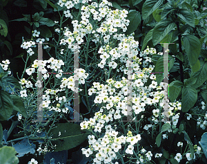 Picture of Crambe maritima 