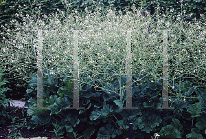 Picture of Crambe maritima 