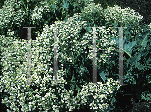 Picture of Crambe maritima 