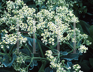 Picture of Crambe maritima 