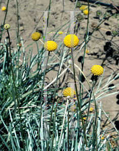 Picture of Craspedia globosa 