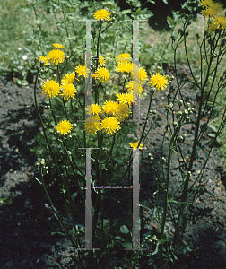 Picture of Crepis biennis 