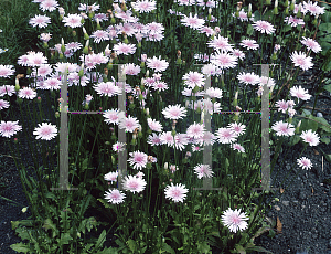 Picture of Crepis incana 'Rubra'