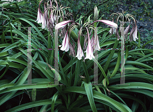 Picture of Crinum x powellii 