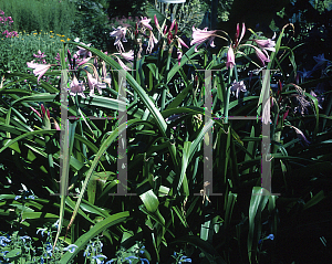 Picture of Crinum x powellii 