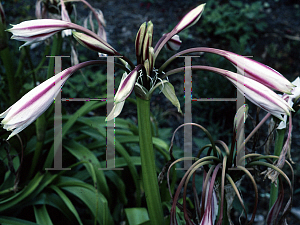 Picture of Crinum x powellii 