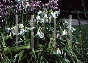 Picture of Crinum x powellii 'Album'