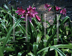 Picture of Crinum x powellii 'Roseum'