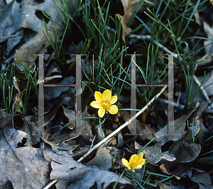 Picture of Crocus ancyrensis 