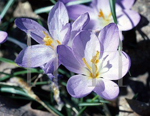 Picture of Crocus chrysanthus 'Blue Pearl'