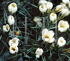 Picture of Crocus chrysanthus 'Cream Beauty'