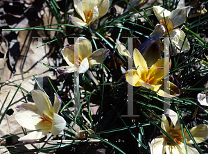 Picture of Crocus chrysanthus 'Advance'